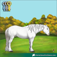 Horse Color:Brown Appaloosa