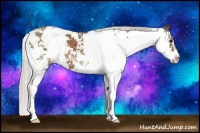 Horse Color:Silver Black Sabino 