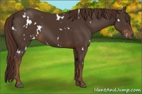 Horse Color:White Spotted Liver Chestnut 
