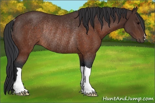 Horse Color:Brown Rabicano 