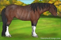 Horse Color:Brown Rabicano 