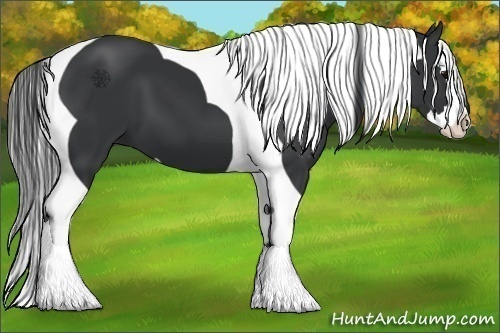 Horse Color:Black Splash Tobiano 