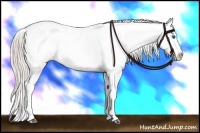 Horse Color:Silver Grullo Splash Appaloosa Rabicano 