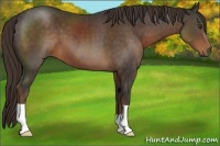 Horse Color:Liver Chestnut 