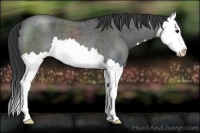 Horse Color:Blue Roan Splash 