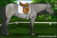 Horse Color:Grullo Roan 