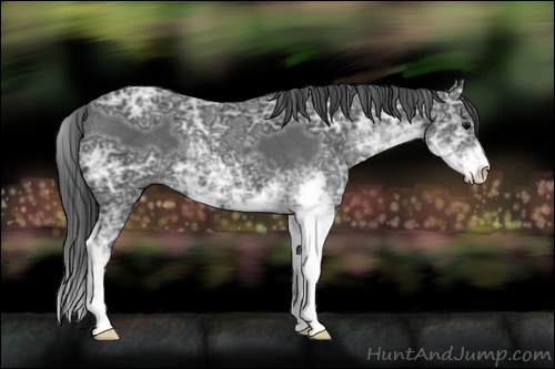 Horse Color:Black Ice Sabino 