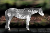 Horse Color:Black Ice Sabino