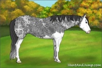 Horse Color:Smoky Black Ice Sabino Splash 