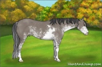 Horse Color:Grullo Sabino