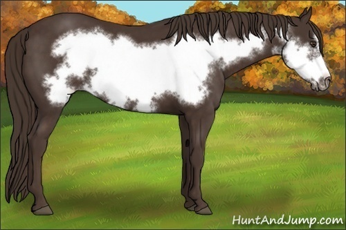 Horse Color:Liver Chestnut Frame 