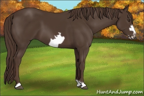 Horse Color:Liver Chestnut Frame 