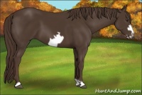 Horse Color:Liver Chestnut Frame 