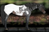 Horse Color:Brown Roan Snowcap