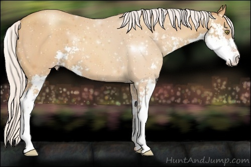 Horse Color:Silver Amber Champagne Sabino 