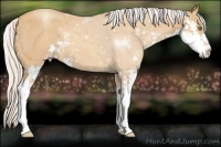 Horse Color:Silver Amber Champagne Sabino