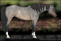 Horse Color:Buckskin Roan 