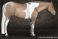 Horse Color:Silver Black Pearl Tobiano 