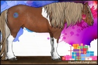 Horse Color:Chestnut Tobiano Rabicano 