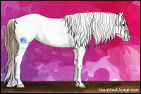Horse Color:Red Dun Splash Appaloosa 