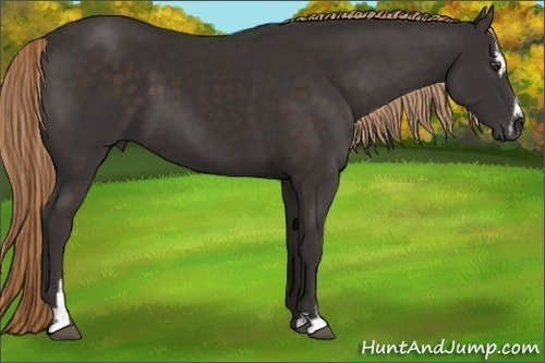Horse Color:Liver Chestnut Sabino 