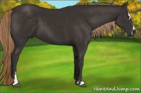 Horse Color:Liver Chestnut Sabino 