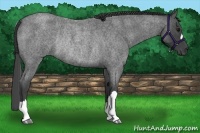Horse Color:Smoky Blue Roan Rabicano 
