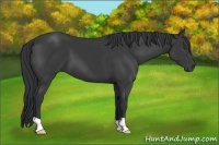 Horse Color:Black 