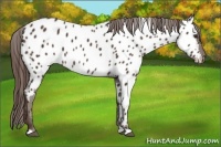 Horse Color:Liver Chestnut Appaloosa 