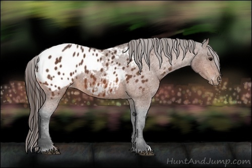 Horse Color:Bay Appaloosa 