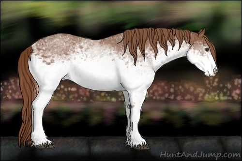 Horse Color:White Spotted Chestnut