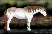 Horse Color:White Spotted Chestnut 
