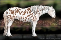 Horse Color:Chestnut Splash Near Leopard