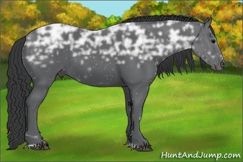 Horse Color:Black Ice Sabino