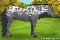Horse Color:Black Ice Sabino