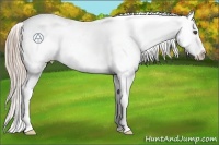 Horse Color:Chocolate Palomino Appaloosa 