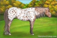 Horse Color:Bay Appaloosa 