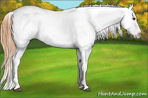 Horse Color:Buckskin Roan Appaloosa 