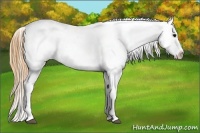 Horse Color:Smoky Blue Roan Appaloosa