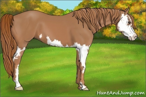 Horse Color:Chestnut Splash Frame