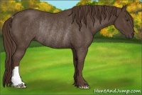 Horse Color:Liver Chestnut Rabicano 
