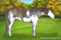 Horse Color:Nacre Black Splash 
