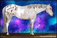 Horse Color:White Spotted Liver Chestnut Appaloosa Rabicano
