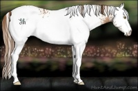 Horse Color:White Spotted Bay Pearl 