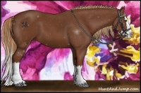 Horse Color:Chestnut Sabino Splash 
