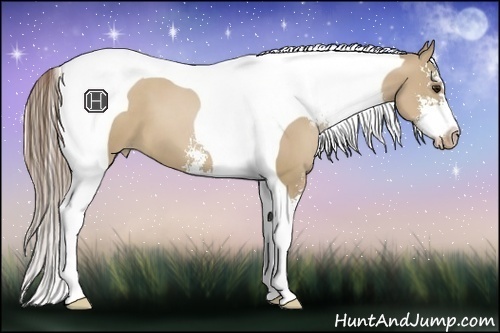 Horse Color:Grullo Pearl Sabino Tobiano