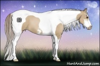 Horse Color:Grullo Pearl Sabino Tobiano