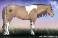 Horse Color:Black Pearl Tobiano 