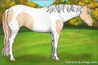 Horse Color:Classic Champagne Pearl Tobiano