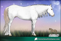 Horse Color:Grullo Pearl Sabino